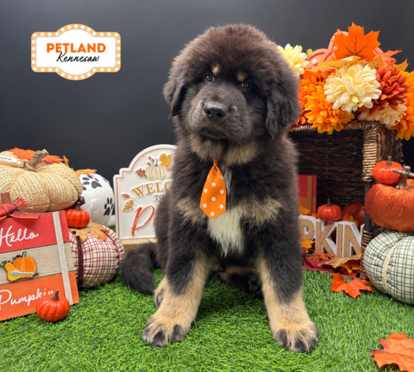 [#N08910] Black and Tan M Tibetan Mastiff Puppies For Sale