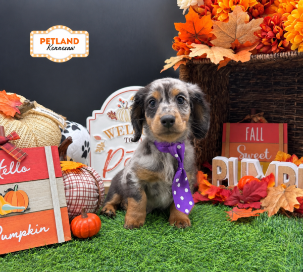 [#N09014] Black and Silver Dapple M Dachshund Puppies For Sale