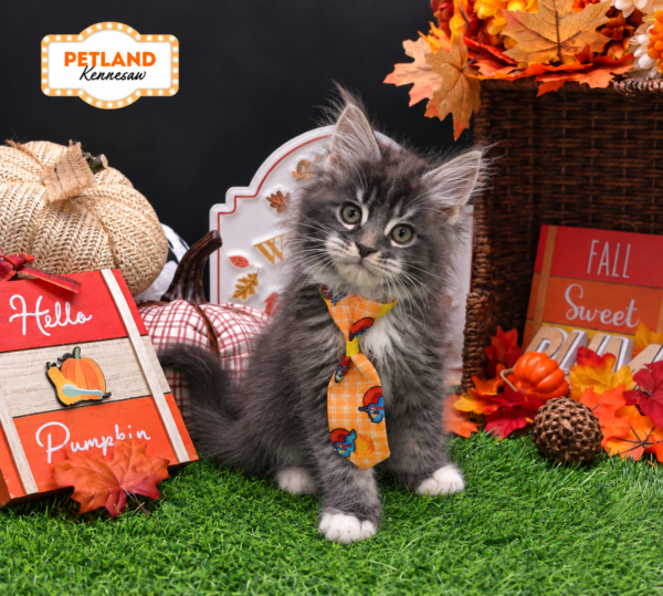 [#26657-01] Tabby M Maine Coon Kittens For Sale