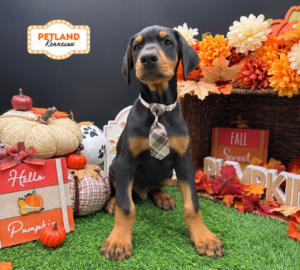 Petland Kennesaw, Georgia Doberman Pinscher puppy available