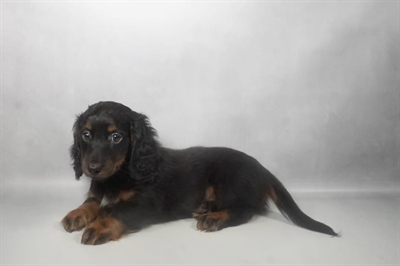 [#N08415] Black and Tan M Dachshund Puppies For Sale