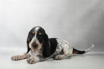 [#N08796] Black and Tan M Dachshund Puppies For Sale