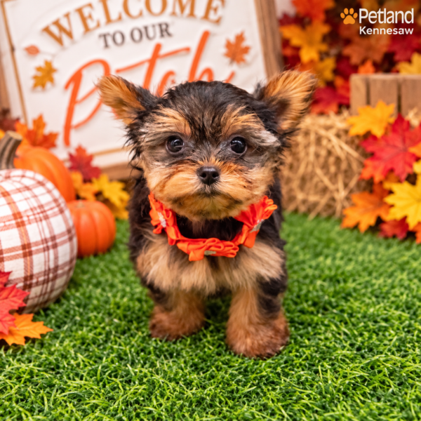 [#261542-04] Black / Tan F Yorkshire Terrier Puppies For Sale