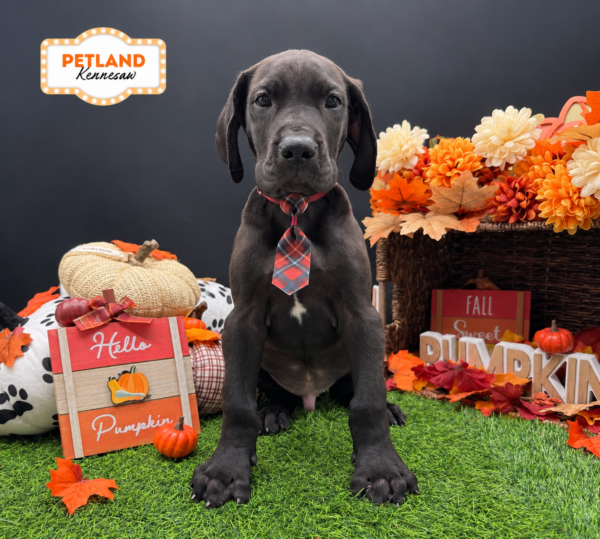 [#N08862] Black M Great Dane Puppies For Sale