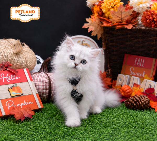 [#26669-01] Silver M British Longhair Kittens For Sale