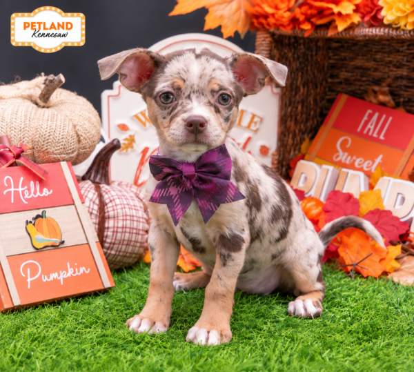 [#261788-04] Chocolate Merle F Chihuahua Puppies For Sale
