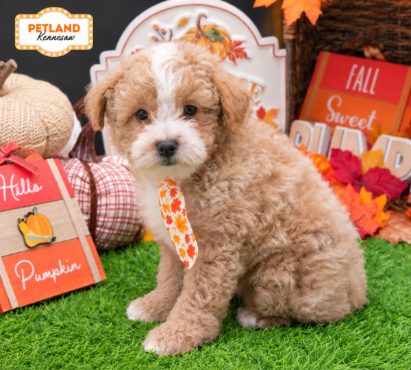 [#262033-03] Apricot / White M Poodle Mini Puppies For Sale