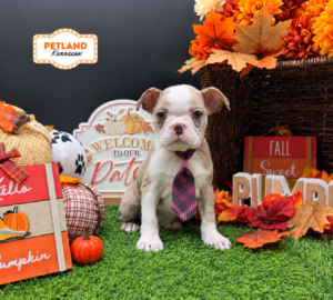 Petland Kennesaw, Georgia Boston Terrier puppy available