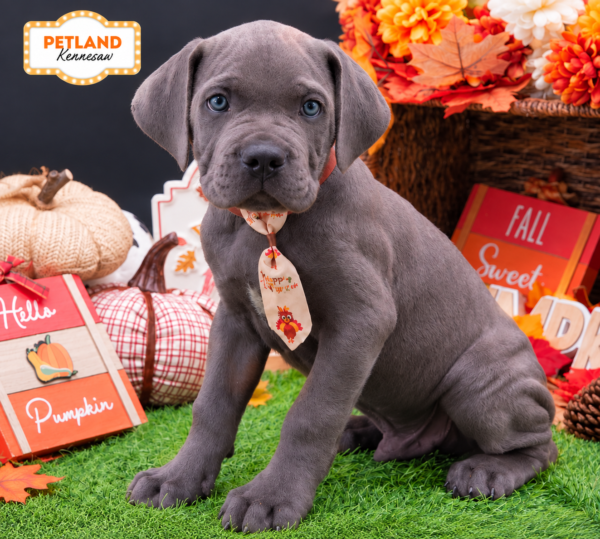 [#262068-03] Blue M Cane Corso Puppies For Sale