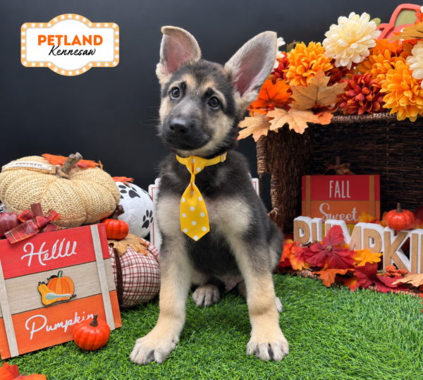 [#262284-02] Black / Tan M German Shepherd Dog Puppies For Sale