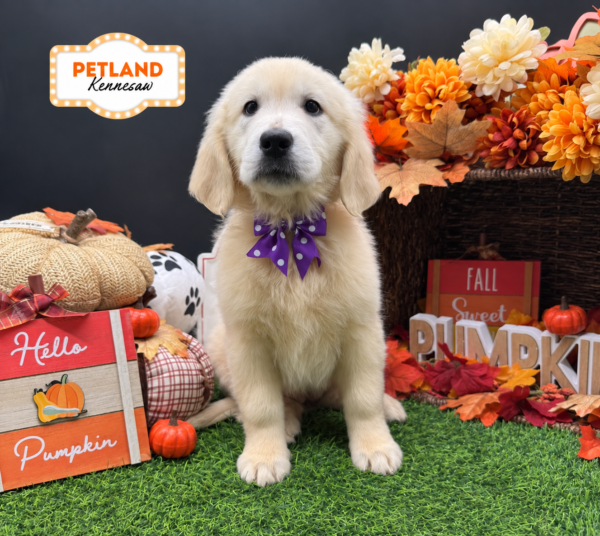 [#26564-03] Cream F Golden Retriever Puppies For Sale