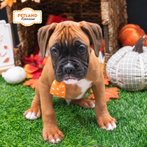 Petland Kennesaw, Georgia Boxer puppy available