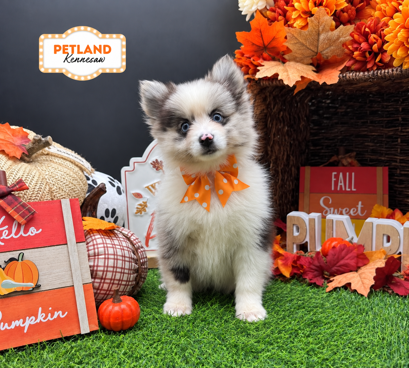 Pomsky in Atlanta, GA