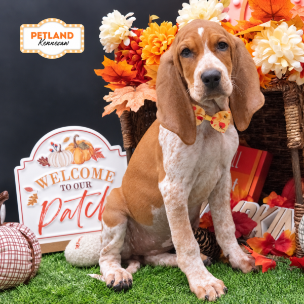 [#N08838] Red F ENGLISH COON HOUND Puppies For Sale
