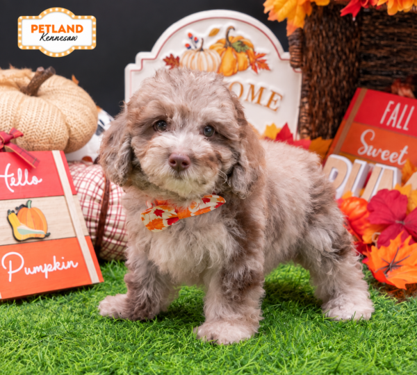 [#261800-08] Chocolate Merle F Poodle Puppies For Sale