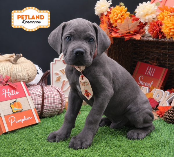 [#262068-03] Blue M Cane Corso Puppies For Sale