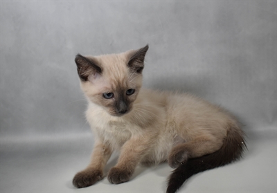 [#N08293] Blue Point F Siamese Kittens For Sale