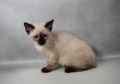 [#N08294] Seal Point F Siamese Kittens For Sale