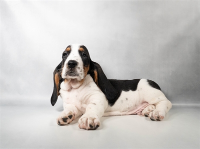 [#N08611] Black Brown and White M Basset Hound Puppies For Sale