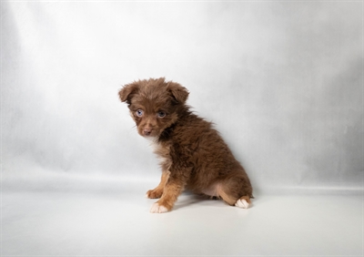[#N08802] Red and Tan F Toy Australian Shepherd Puppies For Sale