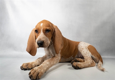 [#N08838] Red F ENGLISH COON HOUND Puppies For Sale
