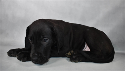 [#N08862] Black M Great Dane Puppies For Sale