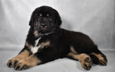 [#N08910] Black and Tan M Tibetan Mastiff Puppies For Sale