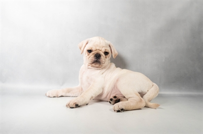 [#N08999] Silver Fawn M Pug Puppies For Sale