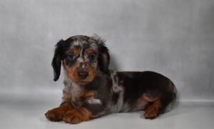 Petland Kennesaw, Georgia Dachshund puppy available