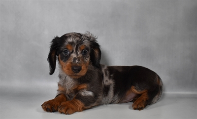 [#N09014] Black and Silver Dapple M Dachshund Puppies For Sale