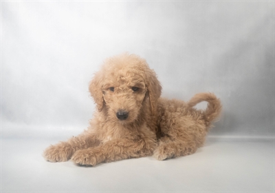 [#N09437] Apricot M Mini Goldendoodle F1B Puppies For Sale