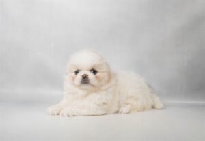 Petland Kennesaw, Georgia Pekingese puppy available