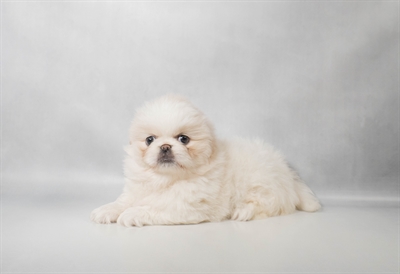 [#N10739] Biscuit F Pekingese Puppies For Sale