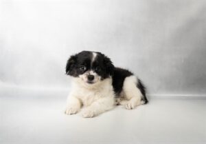 Petland Kennesaw, Georgia Chihuahua puppy available