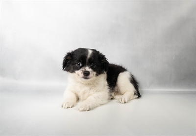 [#N11003] Black and White M Chihuahua Puppies For Sale
