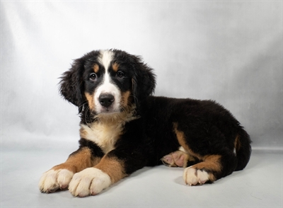 [#N11257] Black Rust and White F Bernese Mountain Dog Puppies For Sale