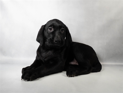 [#N11376] Black M Labrador Retriever Puppies For Sale