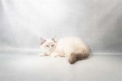 [#N11446] Blue Point F Ragdoll Kittens For Sale