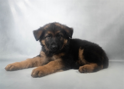 [#N11480] Black and Tan M German Shepherd Puppies For Sale