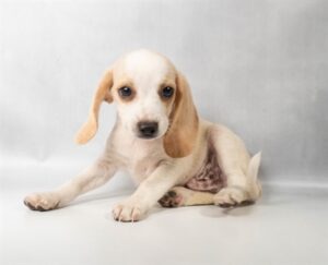 Petland Kennesaw, Georgia Beagle puppy available