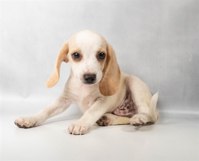 [#N11637] Lemon and White M Beagle Puppies For Sale